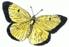 +bug+insect+flying+Scarce+Clouded+Yellow+Colias+Enropome+ clipart