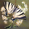 +bug+insect+flying+Scarce+Swallowtail+ clipart