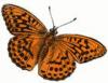 +bug+insect+flying+Silver+washed+Fritillary+Argynnis+paphia+ clipart