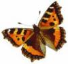 +bug+insect+flying+Small+Tortoiseshell+Aglais+urticae+ clipart