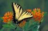 +bug+insect+flying+Tiger+swallowtail+on+Butterfly+weed+ clipart