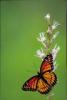 +bug+insect+flying+Viceroy+butterfly+ clipart
