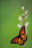 +bug+insect+flying+Viceroy+butterfly+ clipart