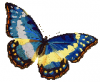 +bug+insect+flying+butterfly+Morpho+cypris+ clipart