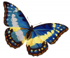 +bug+insect+flying+butterfly+Morpho+cypris+ clipart