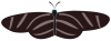 +bug+insect+flying+butterfly+Zebra+Longwing+ clipart