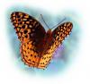 +bug+insect+flying+butterfly+graphic+3+ clipart