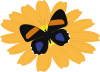 +bug+insect+flying+butterfly+on+orange+flower+ clipart