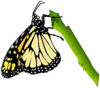 +bug+insect+flying+butterfly+on+twig+ clipart