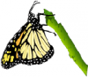 +bug+insect+flying+butterfly+on+twig+ clipart