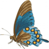 +bug+insect+flying+butterfly+papilio+philenor+side+view+ clipart