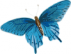 +bug+insect+flying+butterfly+papilio+philenor+top+view+ clipart