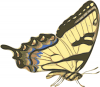 +bug+insect+flying+butterfly+papilio+turnus+side+view+ clipart