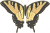 +bug+insect+flying+butterfly+papilio+turnus+top+view+ clipart