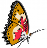 +bug+insect+flying+papillon+ clipart