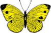 +bug+insect+flying+yellow+butterfly+ clipart