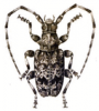 +bug+insect+pest+Acanthoderes+ clipart