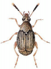 +bug+insect+pest+Acanthoscelides+ clipart