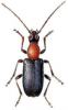 +bug+insect+pest+Acmaeops+ clipart