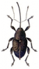 +bug+insect+pest+Acorn+Weevil+ clipart
