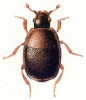 +bug+insect+pest+Acritus+ clipart