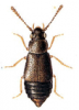 +bug+insect+pest+Acrolocha+ clipart