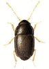 +bug+insect+pest+Acrotrichis+ clipart