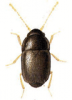 +bug+insect+pest+Acrotrichis+ clipart