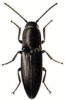 +bug+insect+pest+Actenicerus+ clipart