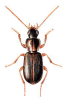 +bug+insect+pest+Acupalpus+ clipart