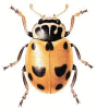 +bug+insect+pest+Adonia+ clipart