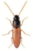 +bug+insect+pest+Adrastus+ clipart