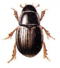 +bug+insect+pest+Aegialia+ clipart