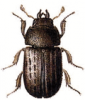 +bug+insect+pest+Aesalus+ clipart