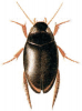 +bug+insect+pest+Agabus+ clipart