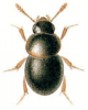 +bug+insect+pest+Agathidium+ clipart