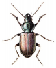 +bug+insect+pest+Agonum+ clipart