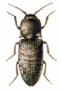 +bug+insect+pest+Agrypnus+ clipart