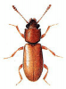 +bug+insect+pest+Ahasverus+ clipart