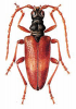 +bug+insect+pest+Akimerus+ clipart