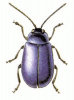 +bug+insect+pest+Alder+Leaf+Beetle+ clipart