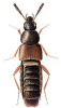 +bug+insect+pest+Aleochara+ clipart