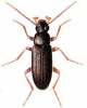 +bug+insect+pest+Allecula+ clipart