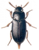 +bug+insect+pest+Alphitobius+ clipart