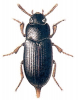 +bug+insect+pest+Alphitobius+ clipart