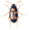 +bug+insect+pest+Alphitophagus+ clipart