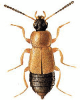 +bug+insect+pest+Amphichroum+ clipart