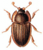 +bug+insect+pest+Amphotis+ clipart