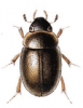 +bug+insect+pest+Anacaena+ clipart