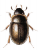 +bug+insect+pest+Anacaena+ clipart